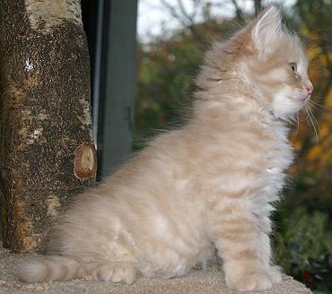 Sibirische Katzen Floris von der Gronau